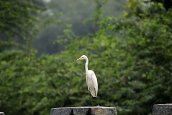 A tall, white bird with long legs and a slender neck stands on a stone surface, surrounded by a lush, green forest background. The bird's beak is long and orange, and its feathers appear smooth and streamlined. The overall scene suggests a natural and tranquil environment.