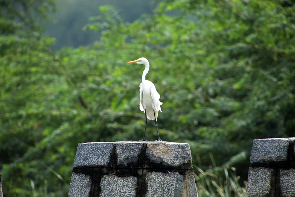 a white bird standing on top of a stone wall