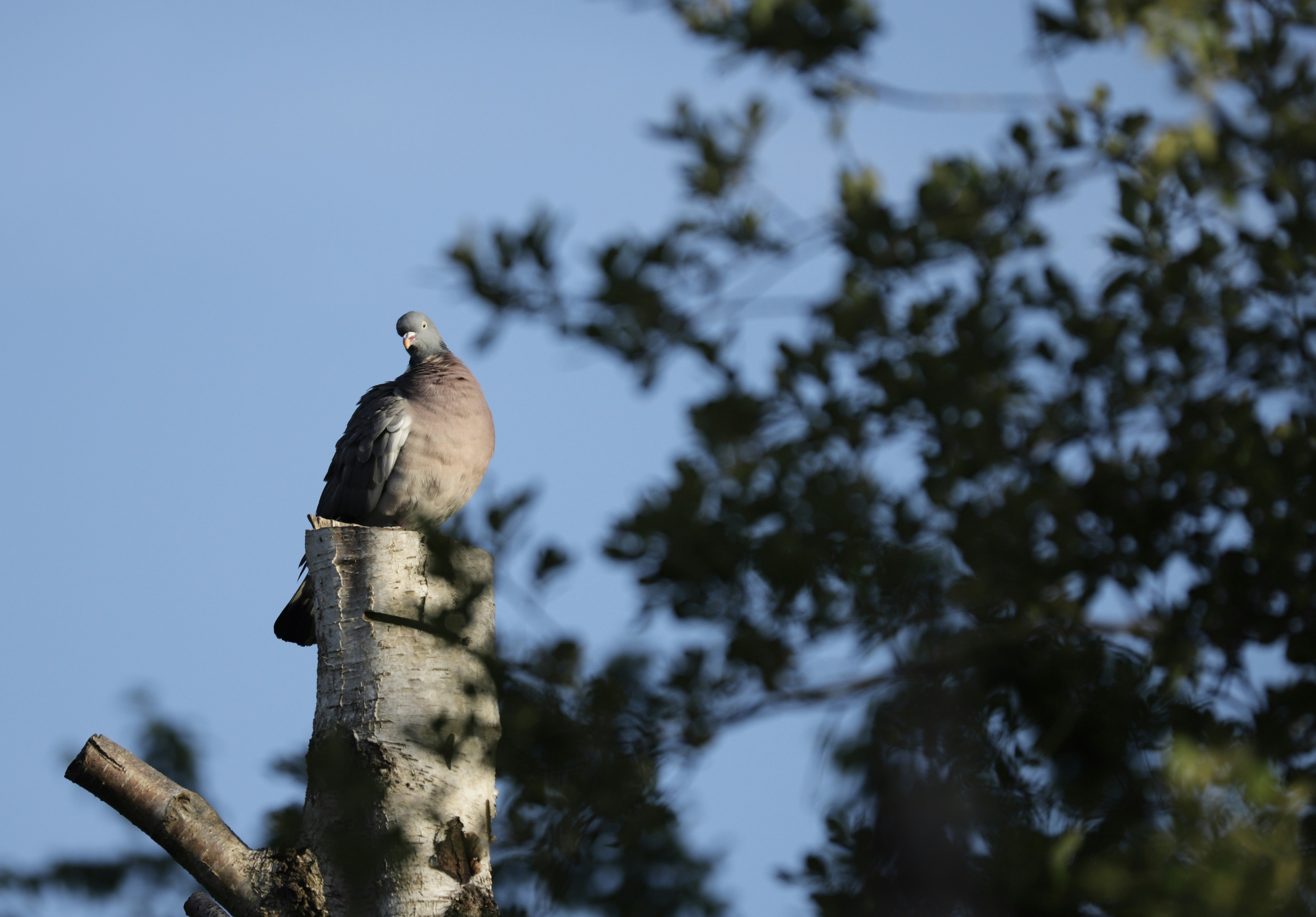 a bird perched on top of a tree branch, 