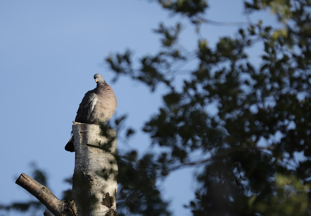 un oiseau perché au sommet d’une branche d’arbre