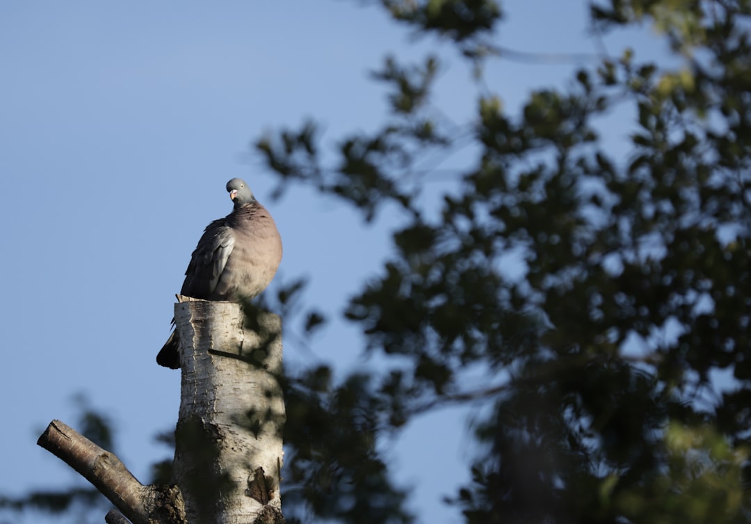 a bird perched on top of a tree branch,