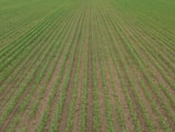 A vast field with evenly spaced rows of young green crops extending into the distance. The soil between the rows is visible, showing a well-organized agricultural setting.