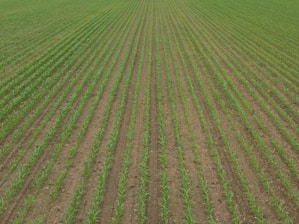 A vast field with evenly spaced rows of young green crops extending into the distance. The soil between the rows is visible, showing a well-organized agricultural setting.