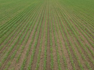 Rows of young crops sprouting evenly in a well-tended field.