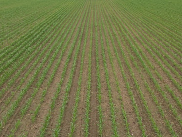 A vast field with evenly spaced rows of young green crops extending into the distance. The soil between the rows is visible, showing a well-organized agricultural setting.