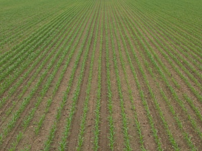 Rows of young crops sprouting evenly in a well-tended field.