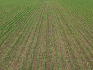 A vast field with evenly spaced rows of young green crops extending into the distance. The soil between the rows is visible, showing a well-organized agricultural setting.