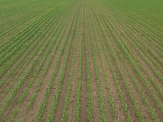A vast field with evenly spaced rows of young green crops extending into the distance. The soil between the rows is visible, showing a well-organized agricultural setting.