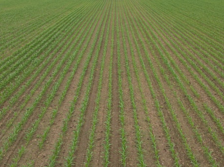 A vast field with evenly spaced rows of young green crops extending into the distance. The soil between the rows is visible, showing a well-organized agricultural setting.