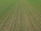 A vast field with evenly spaced rows of young green crops extending into the distance. The soil between the rows is visible, showing a well-organized agricultural setting.