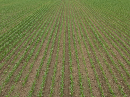 A vast field with evenly spaced rows of young green crops extending into the distance. The soil between the rows is visible, showing a well-organized agricultural setting.
