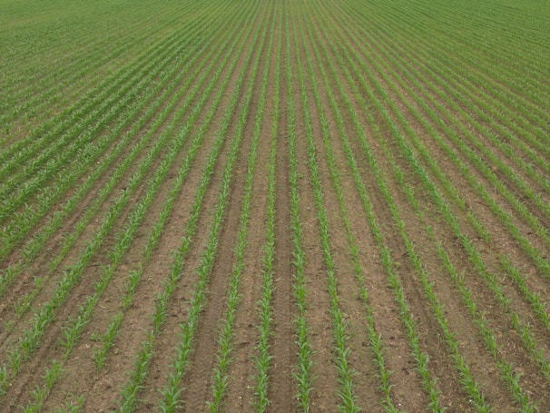 Rows of young crops sprouting evenly in a well-prepared field