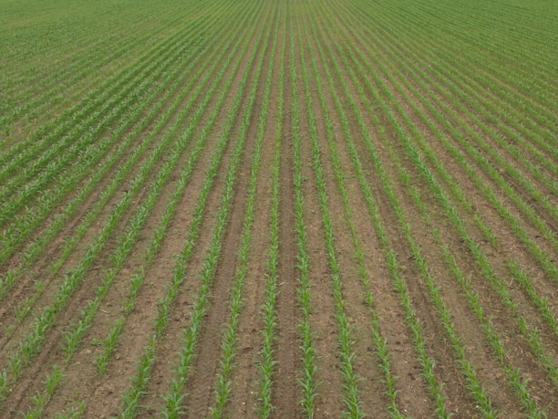 A vast field with evenly spaced rows of young green crops extending into the distance. The soil between the rows is visible, showing a well-organized agricultural setting.