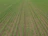 A vast field with evenly spaced rows of young green crops extending into the distance. The soil between the rows is visible, showing a well-organized agricultural setting.