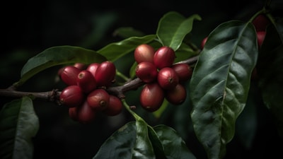 Clusters of ripe coffee cherries attached to a branch with dark green foliage in a low-lit environment.