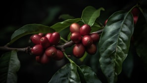 Clusters of ripe coffee cherries attached to a branch with dark green foliage in a low-lit environment.