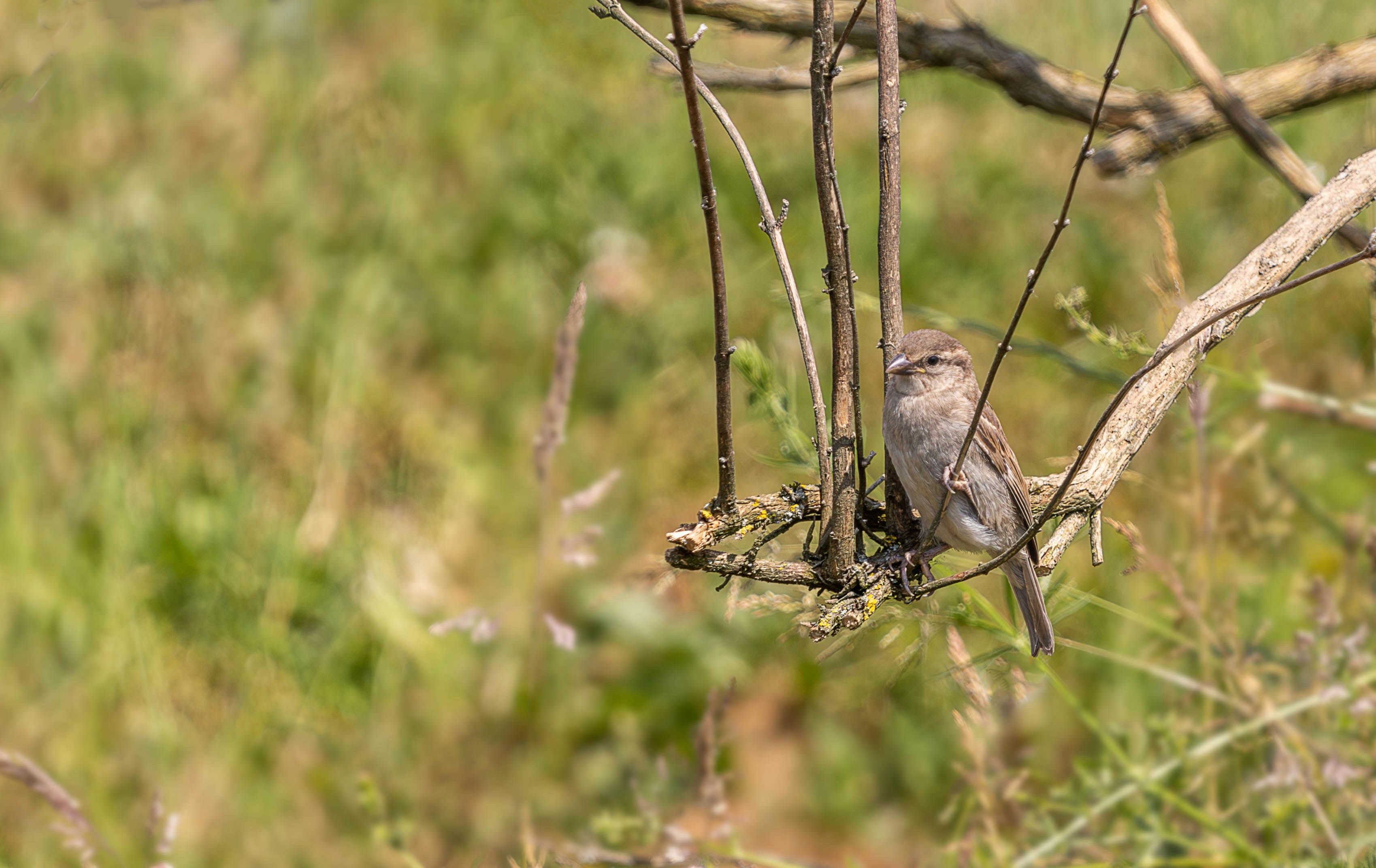 a small bird perched on a branch in a field