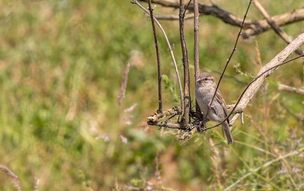 a small bird perched on a branch in a field