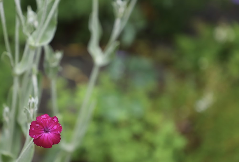 Un fiore rosa sta sbocciando in un giardino
