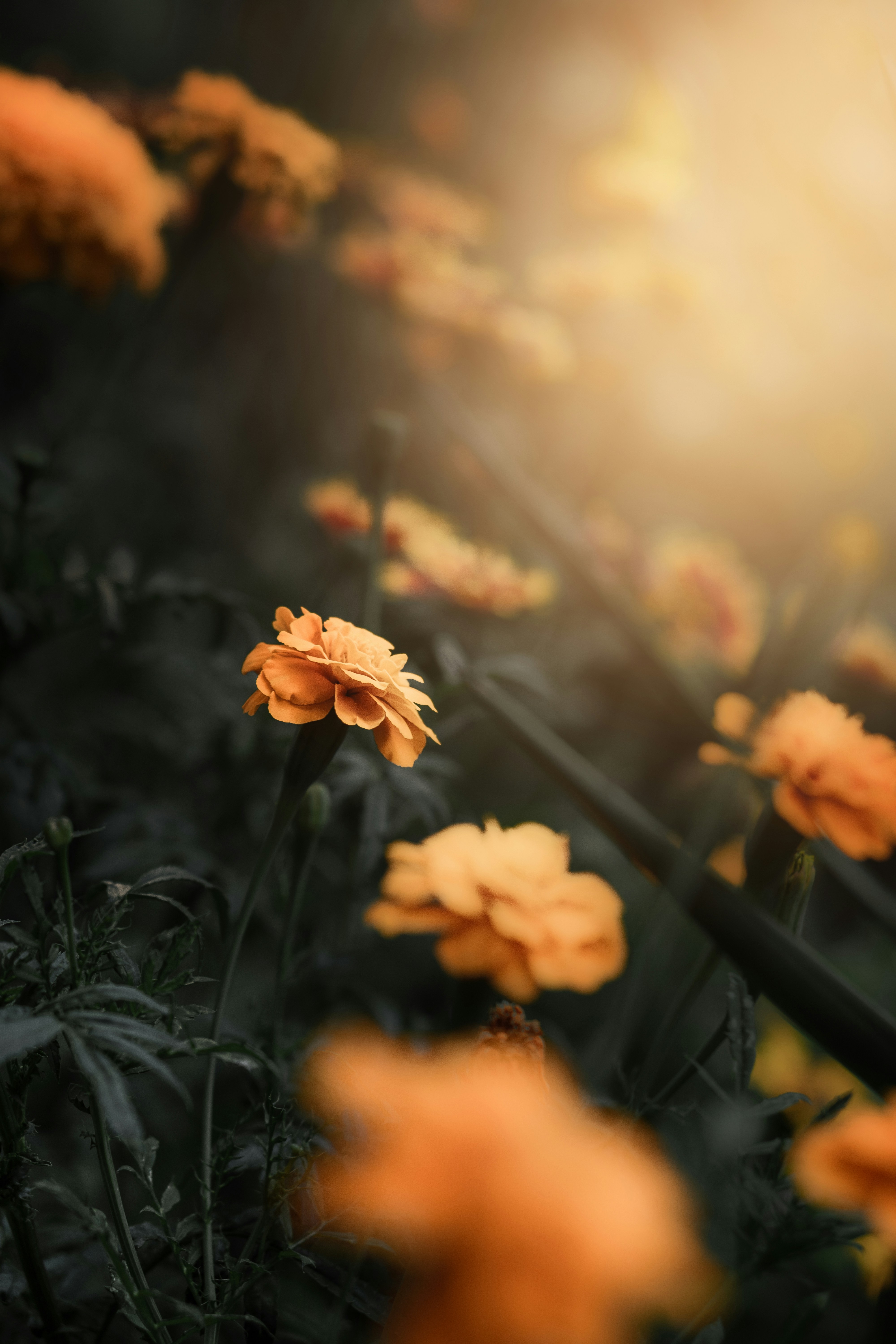 Photo by kristiqnspasov19