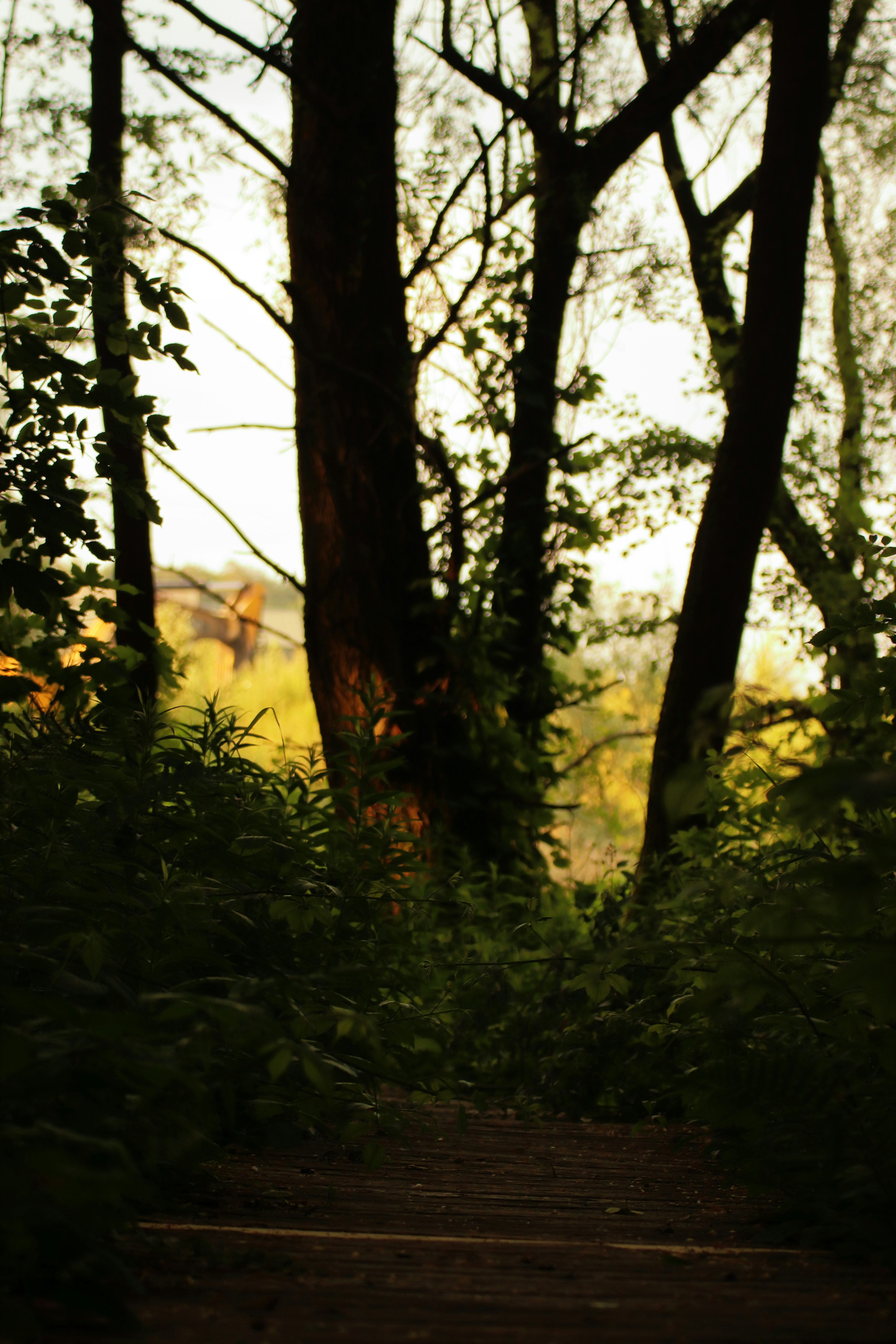 forest trail wallpaper, wallpaper, Staying on the Trail: Hiking Safety & Etiquette 4