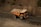 A large industrial dump truck is moving along a dirt road surrounded by rocky terrain. The truck has a robust, orange body with heavy-duty tires suitable for off-road conditions.