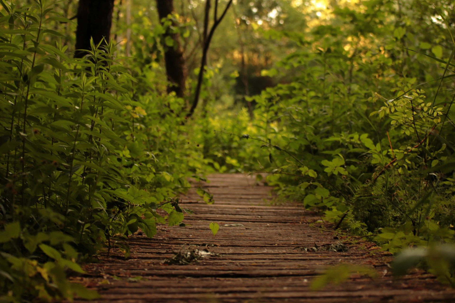 a wooden path through a lush green forest
