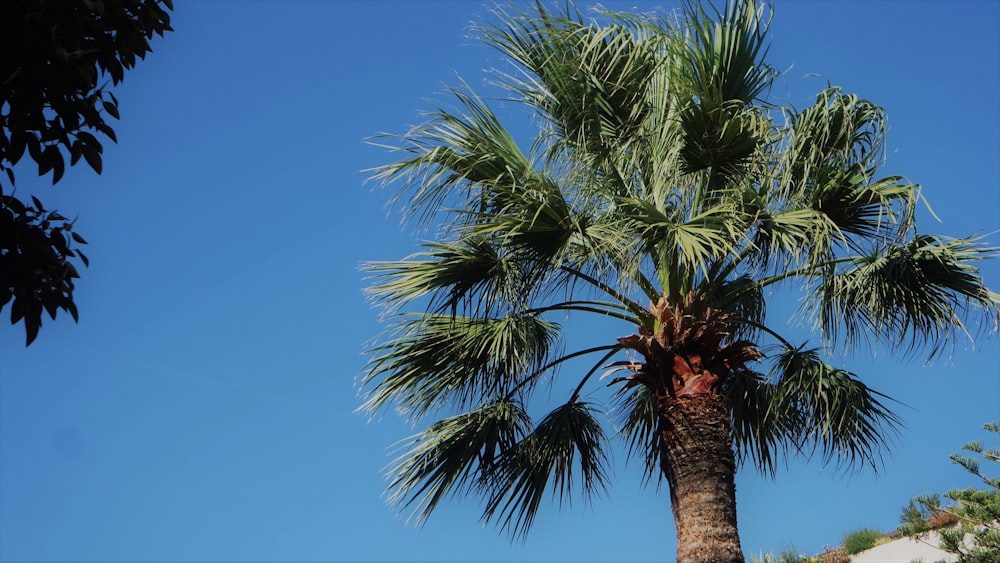 a palm tree with a blue sky in the background