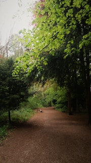 A serene path through a lush green forest symbolizing a spiritual journey.