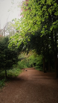 A serene path through a lush green forest symbolizing a spiritual journey.