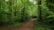 A calm nature scene with a winding path through a green forest under soft sunlight.