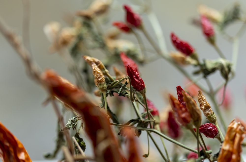 a close up of a bunch of dead flowers