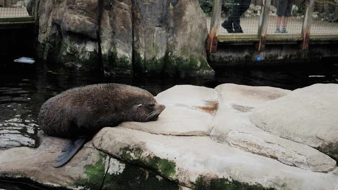 A seal is resting on a large rock next to a body of water. The rock is surrounded by a wooden fence with people walking in the background. The scene appears to be at a zoo or an aquarium.