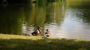a couple of ducks that are standing in the grass