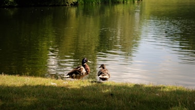 a couple of ducks that are standing in the grass