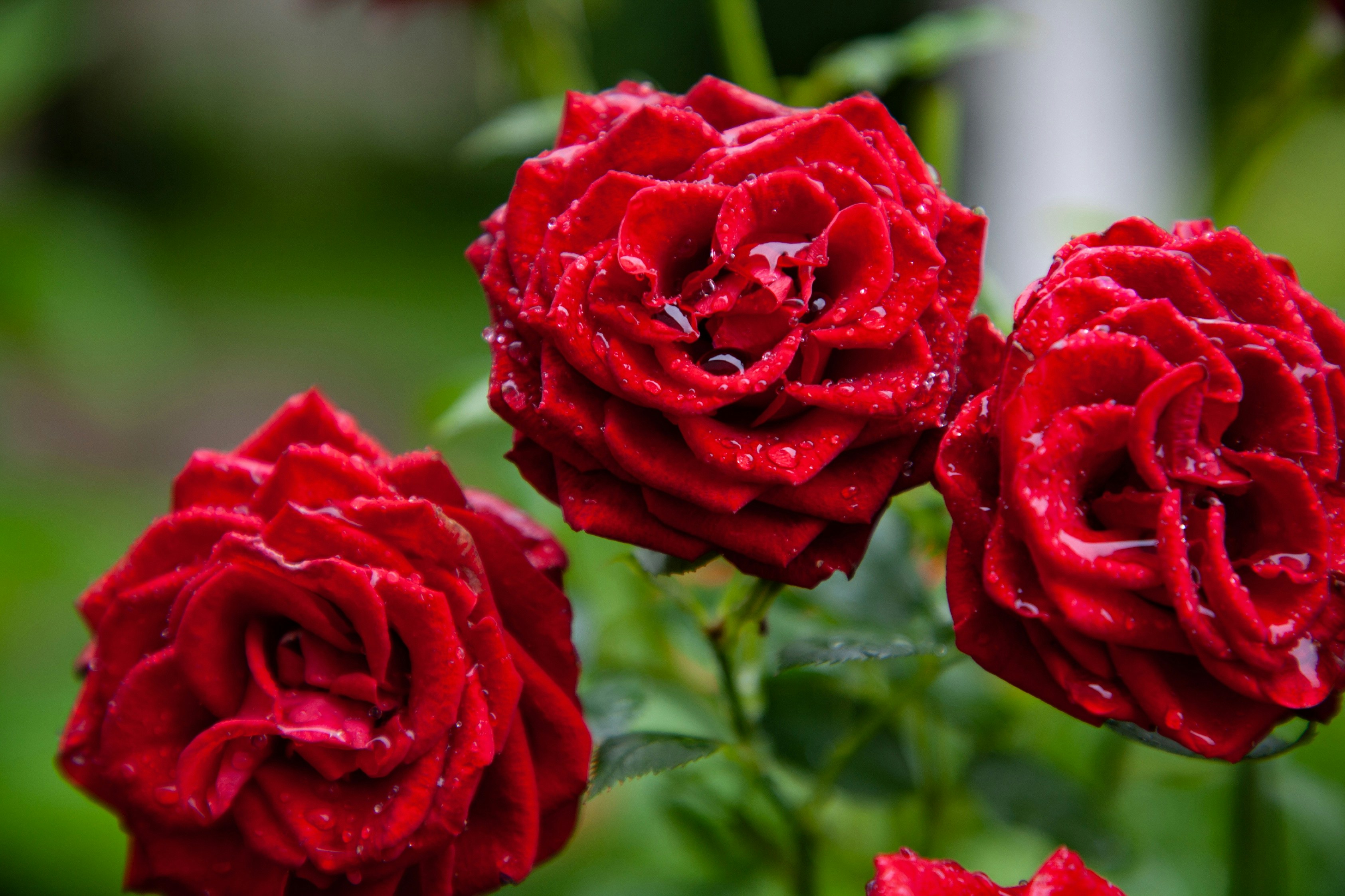 Three red roses with water droplets on them photo – Free Flower Image on  Unsplash, image size:3000x1999