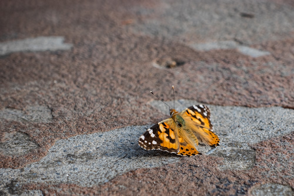 a yellow and black butterfly sitting on a rock