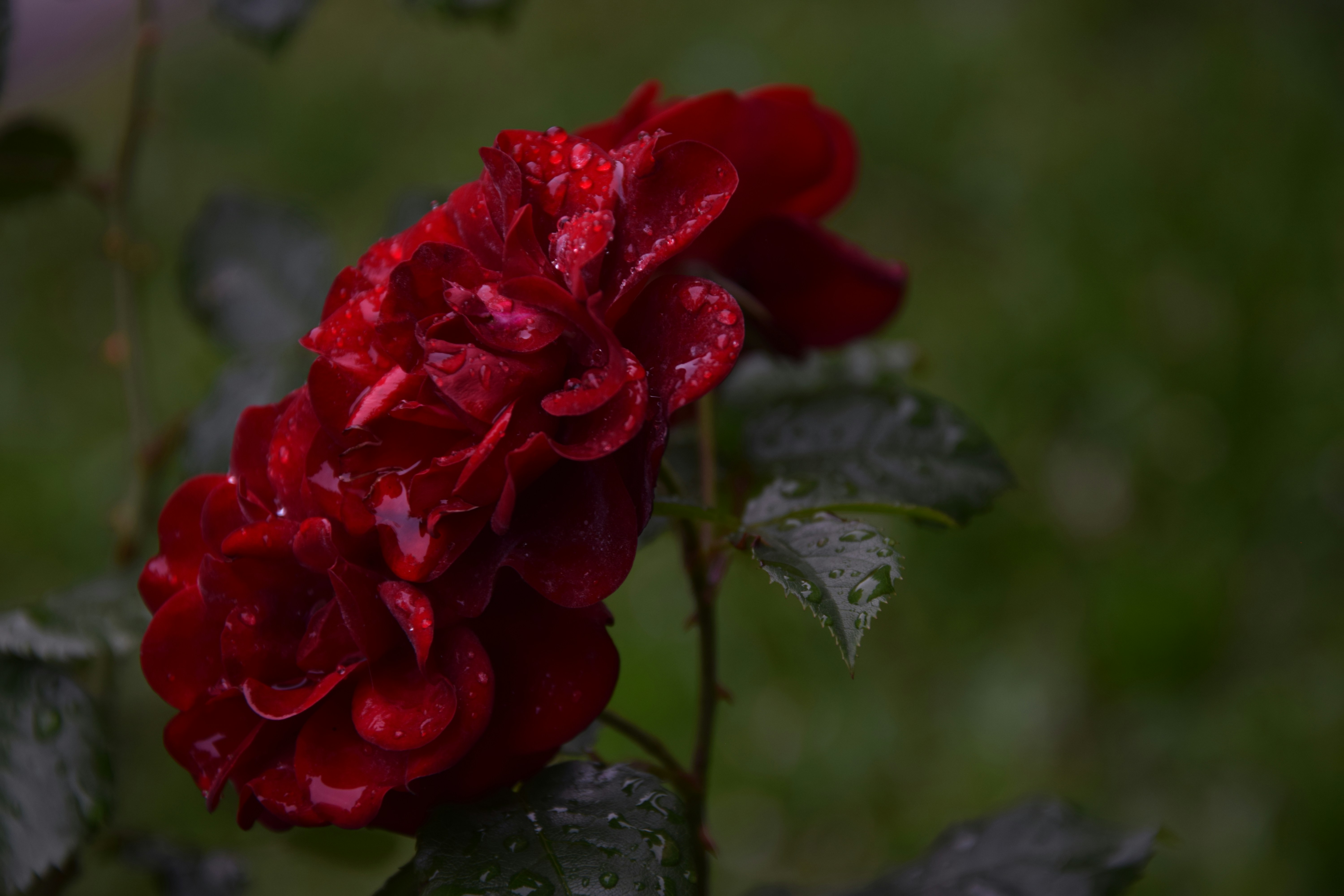 Photo by dnafairylady