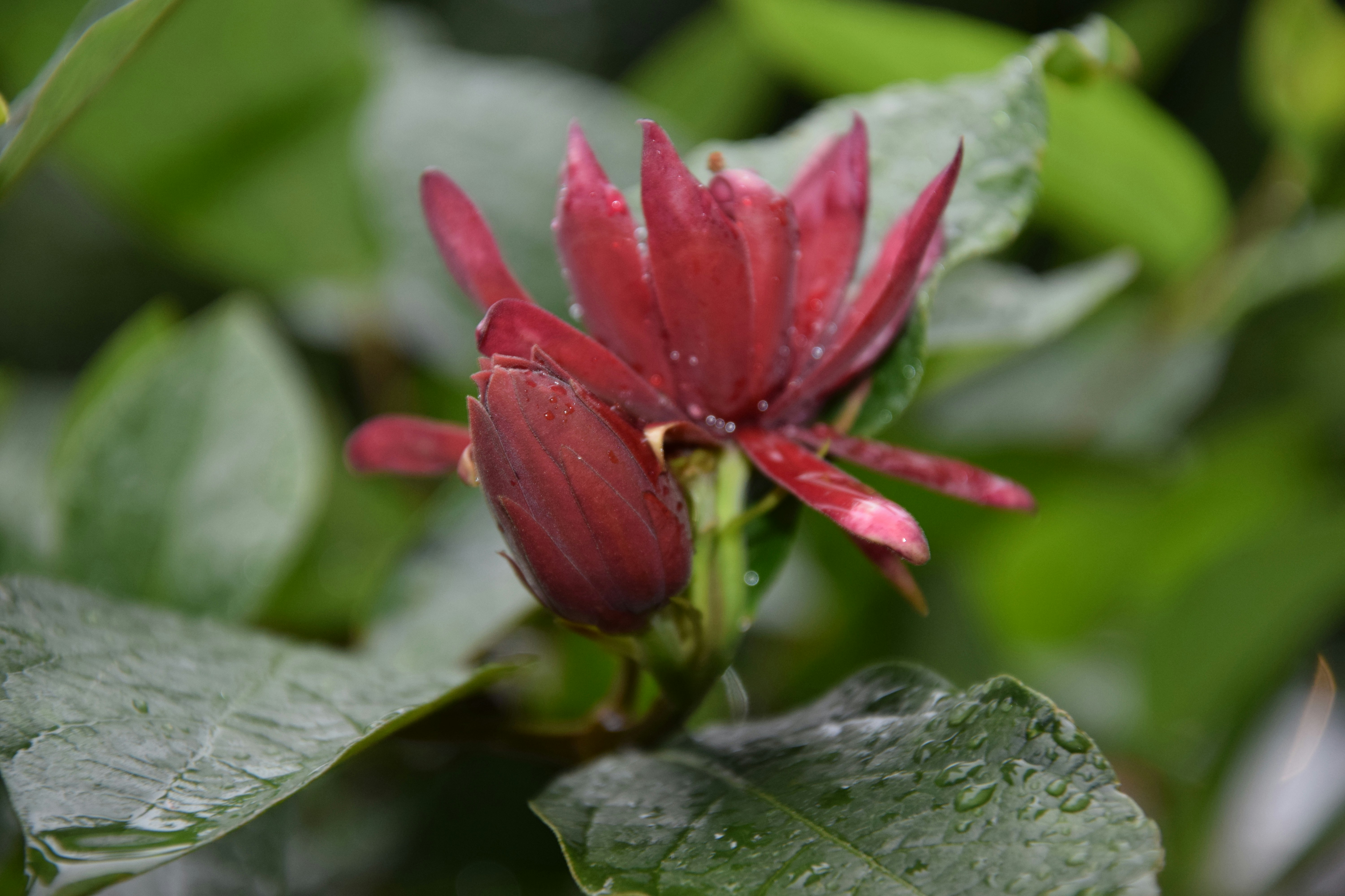 Photo by dnafairylady