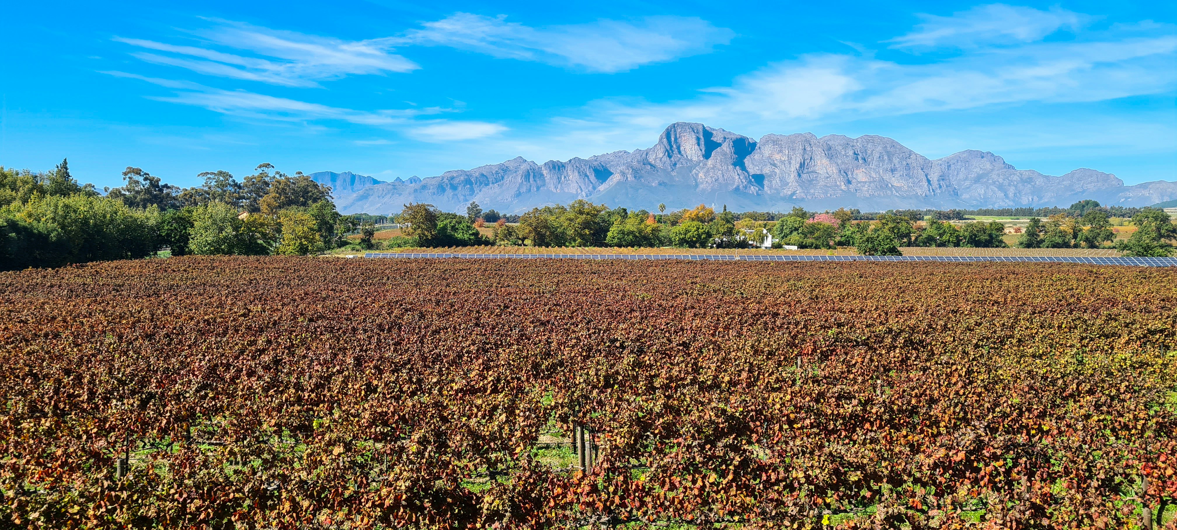 a large field with a mountain in the background