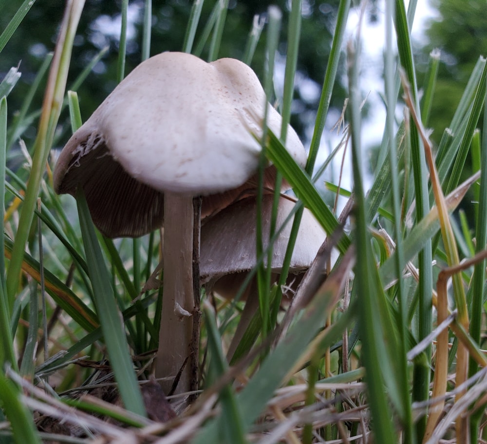 Ein Pilz, der auf einem üppig grünen Feld sitzt