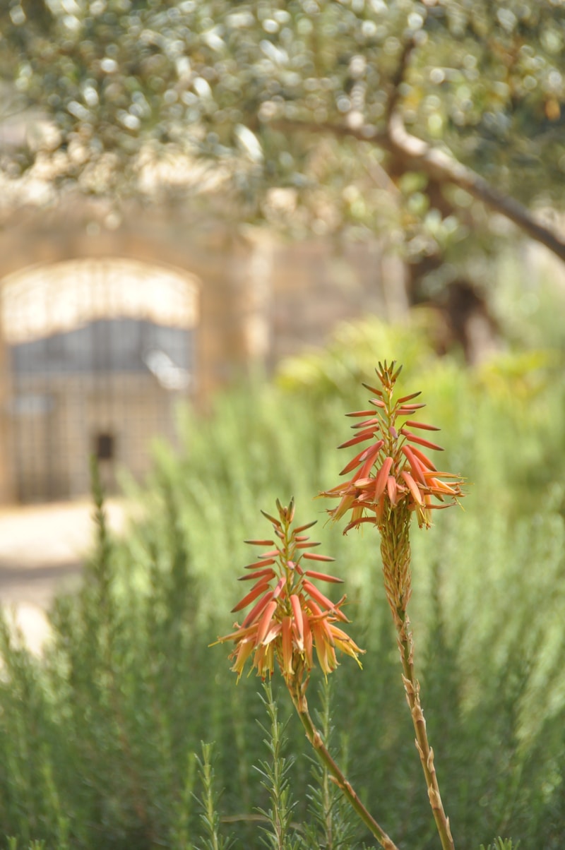 The Garden of Gethsemane: Lessons in Surrender and Faith