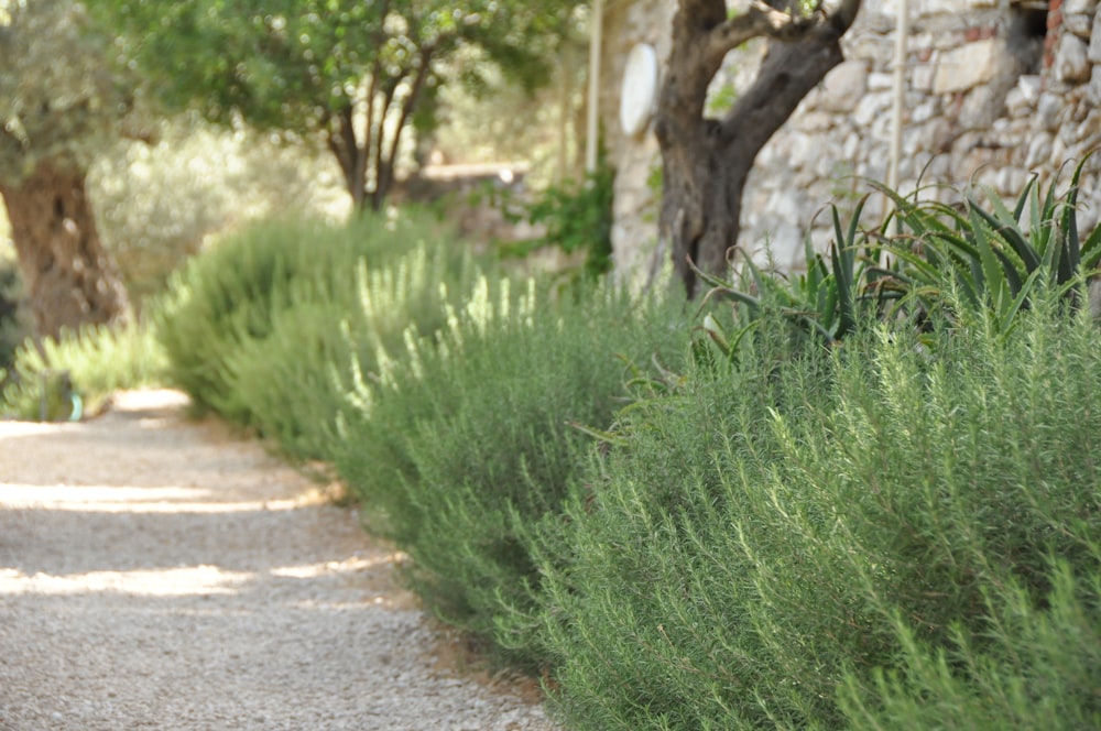 a dog is walking down a gravel path