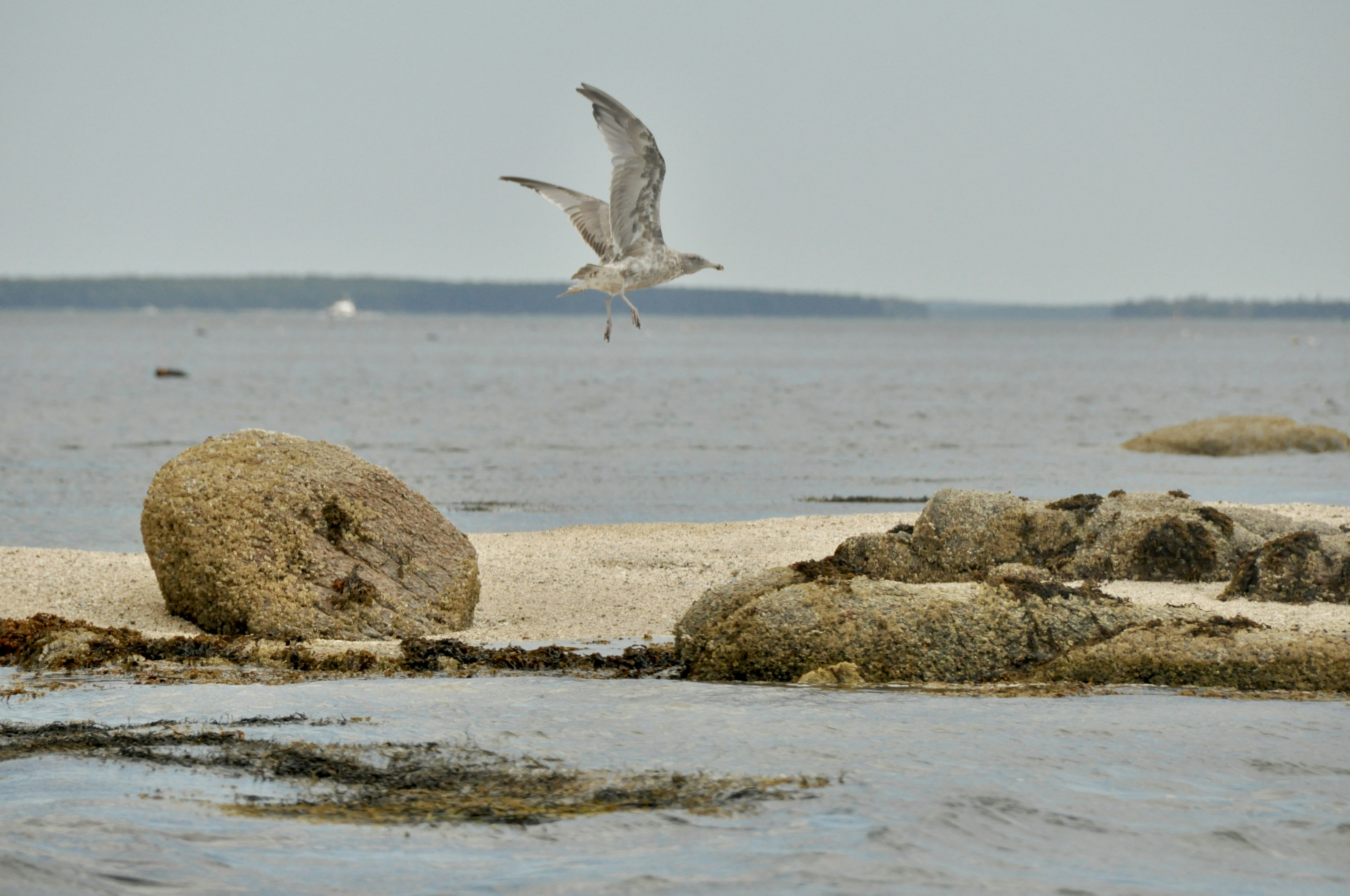 a seagull flying over a body of water