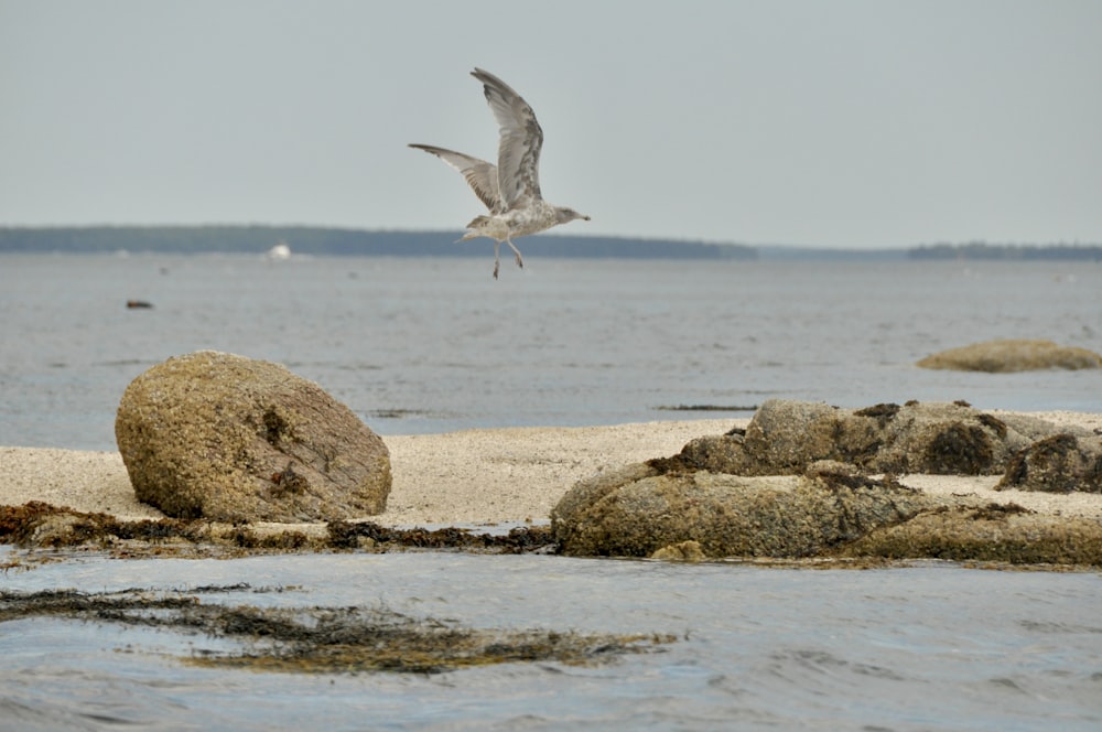 a seagull flying over a body of water