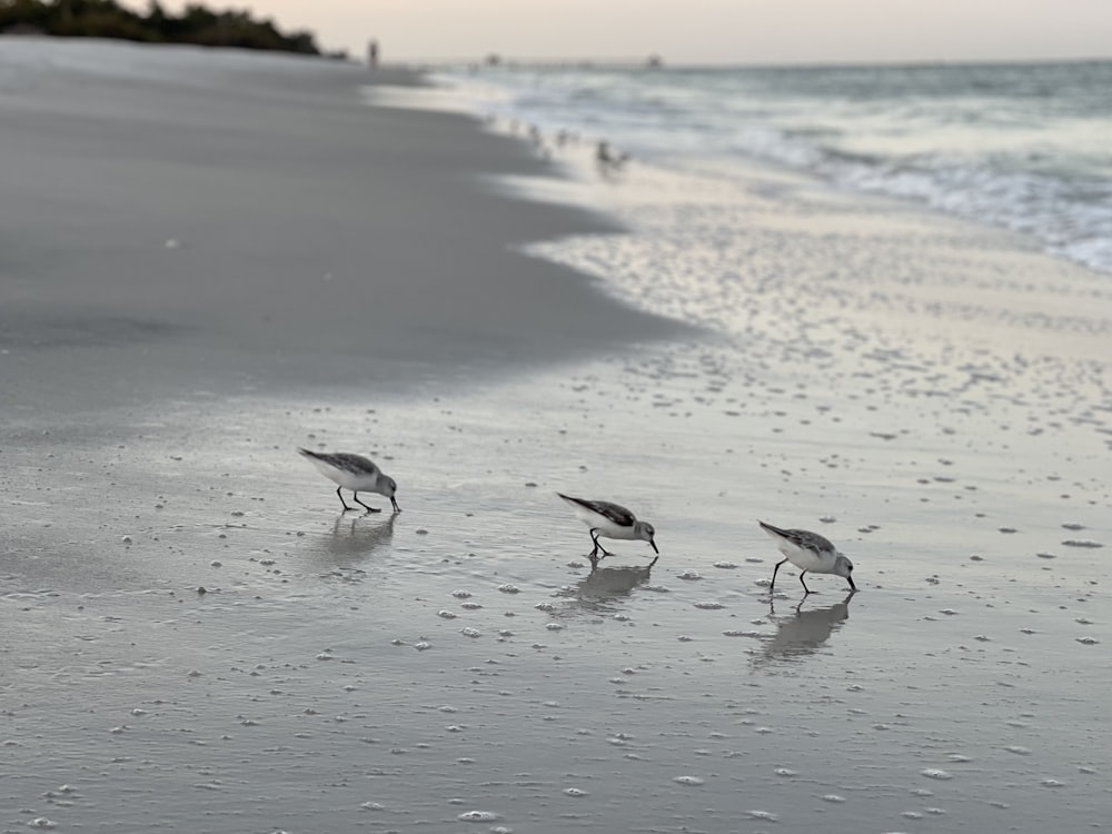 a group of birds standing on top of a sandy beach