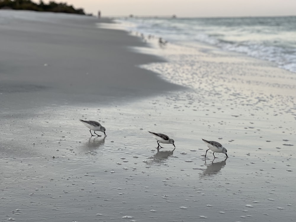 Un groupe d’oiseaux debout au sommet d’une plage de sable