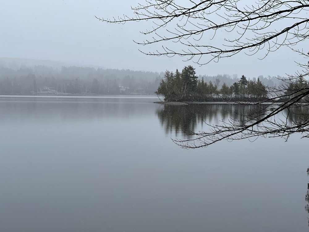 a body of water surrounded by a forest