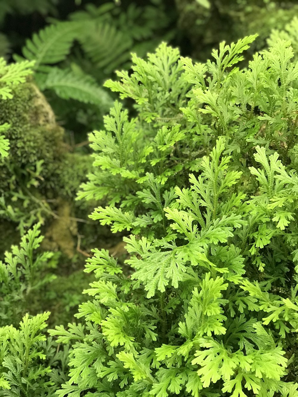 a close up of a bush with green leaves