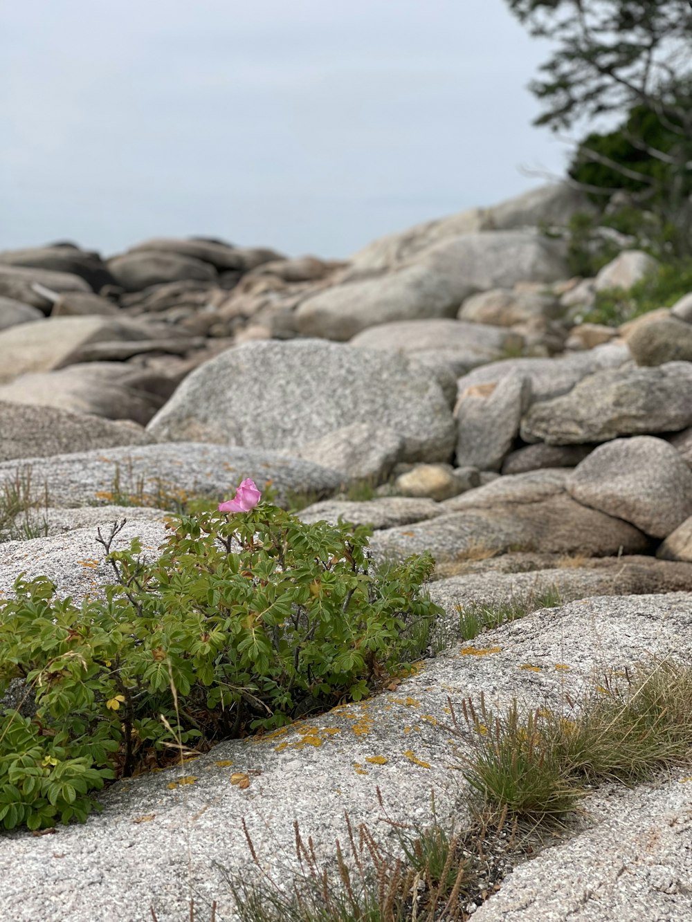 a pink flower is growing out of some rocks